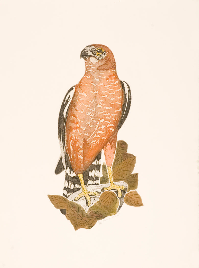 Hawk