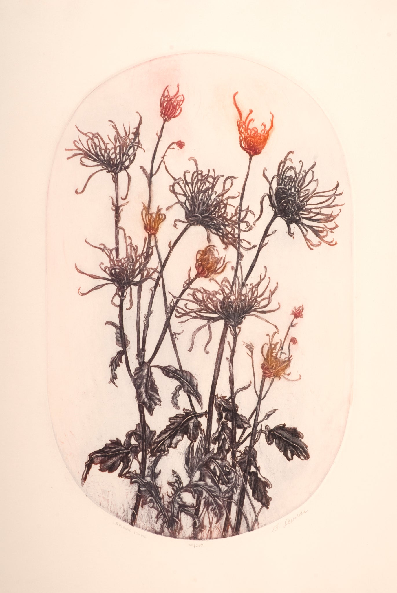 Spider Mums