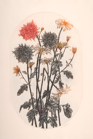 Chrysanthemums II