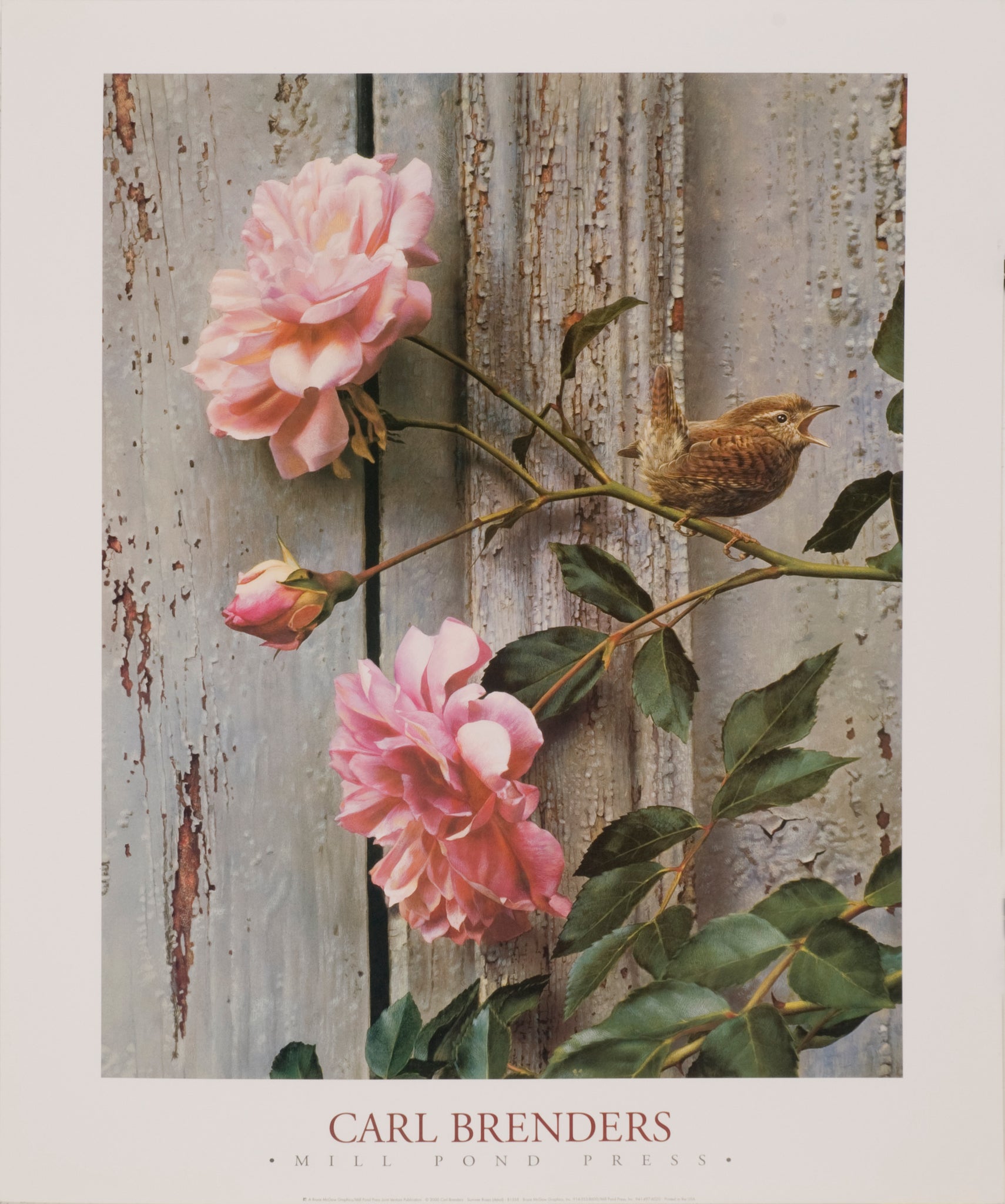 Summer Roses