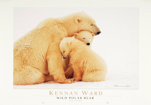 Wild Polar Bear